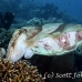 cuttlefish_tb_h_0408_kom2940.jpg